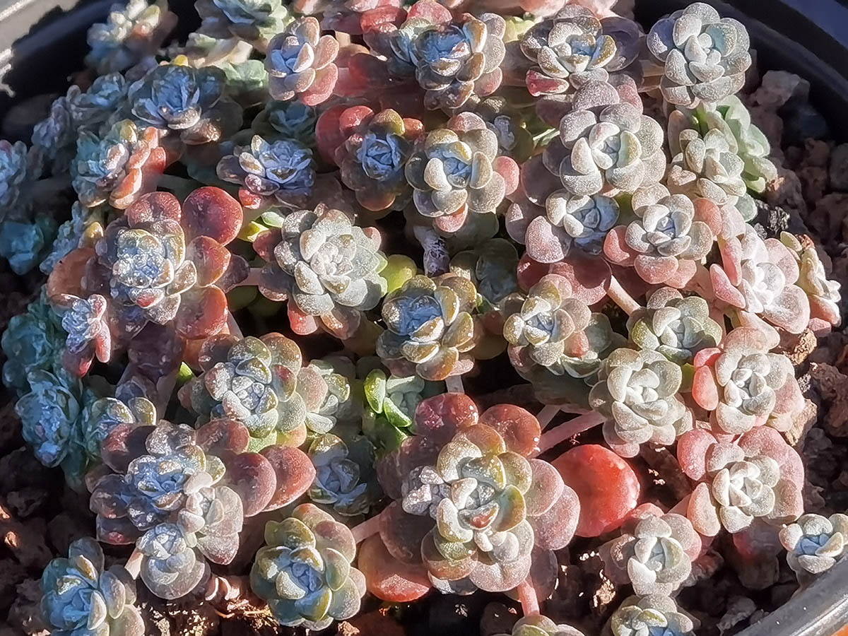 Sedum spatulifolium 'Purpureum'